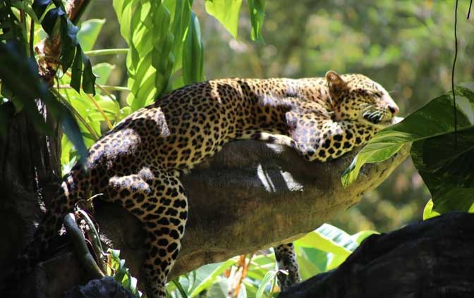 bali-safari-leopard-01