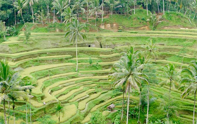 gallery-ubud-sunrise-tour-03